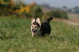 CORGI PEMBROKE 1146